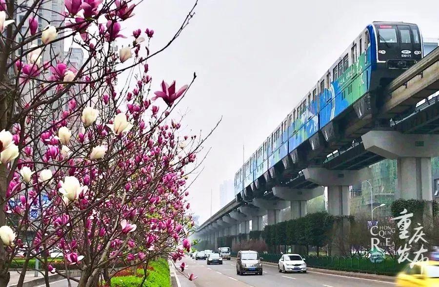 龙洲湾地区租房最新信息概览